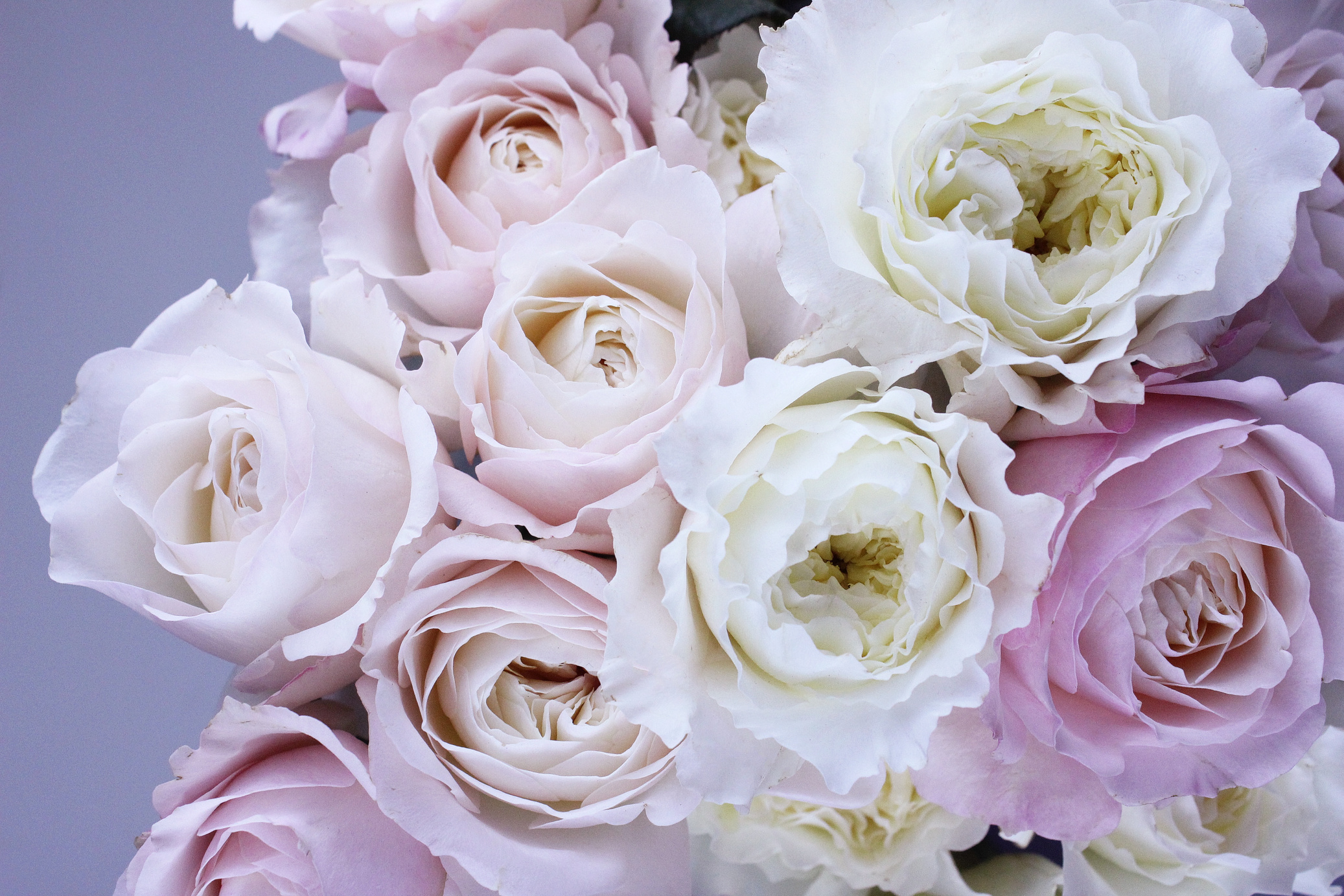 White and Purple Flowers